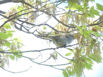 Japanese Bush Warbler Higashitakane Forest park Sat, 4/13/2024