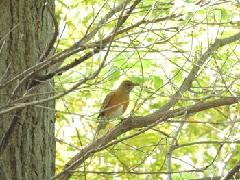 Brown-headed Thrush Higashitakane Forest park Sat, 4/13/2024