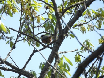 Varied Tit Higashitakane Forest park Sat, 4/13/2024