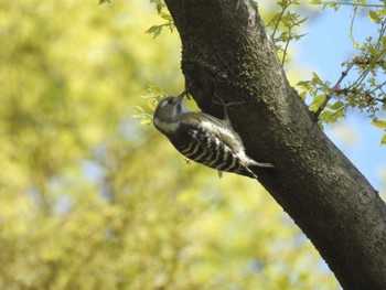 Japanese Pygmy Woodpecker Higashitakane Forest park Sat, 4/13/2024