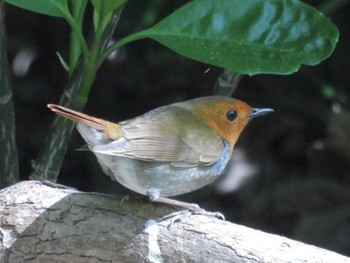 Japanese Robin Osaka castle park Sun, 4/14/2024