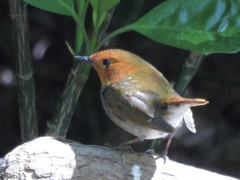 Japanese Robin Osaka castle park Sun, 4/14/2024