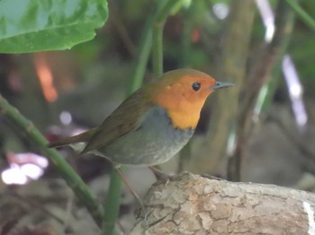 Japanese Robin Osaka castle park Sun, 4/14/2024