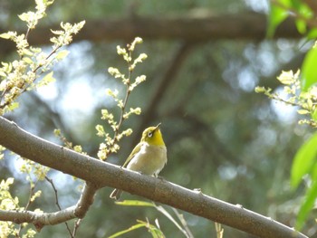 Sat, 4/13/2024 Birding report at 生田緑地