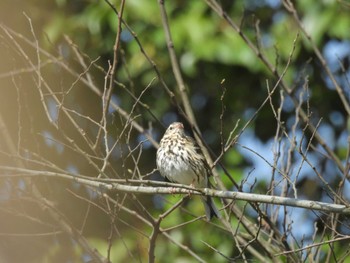 Olive-backed Pipit 野川公園 Sun, 4/14/2024