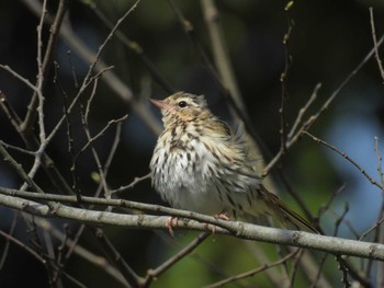 Olive-backed Pipit 野川公園 Sun, 4/14/2024