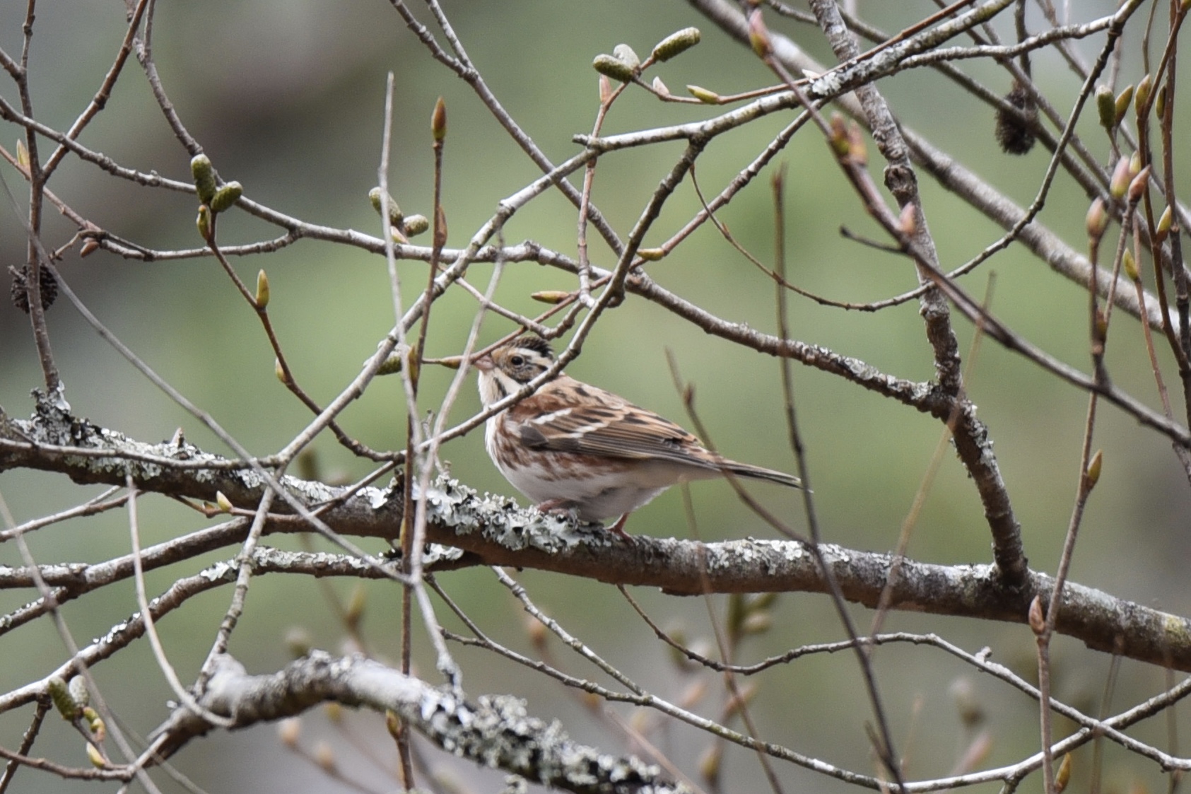 Rustic Bunting