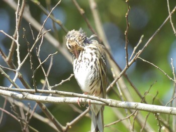 Olive-backed Pipit 野川公園 Sun, 4/14/2024