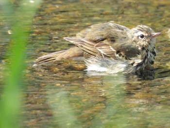 Olive-backed Pipit 野川公園 Sun, 4/14/2024