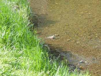 Olive-backed Pipit 野川公園 Sun, 4/14/2024