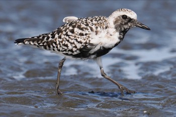 Grey Plover Sambanze Tideland Sat, 4/13/2024