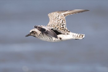 Grey Plover Sambanze Tideland Sat, 4/13/2024