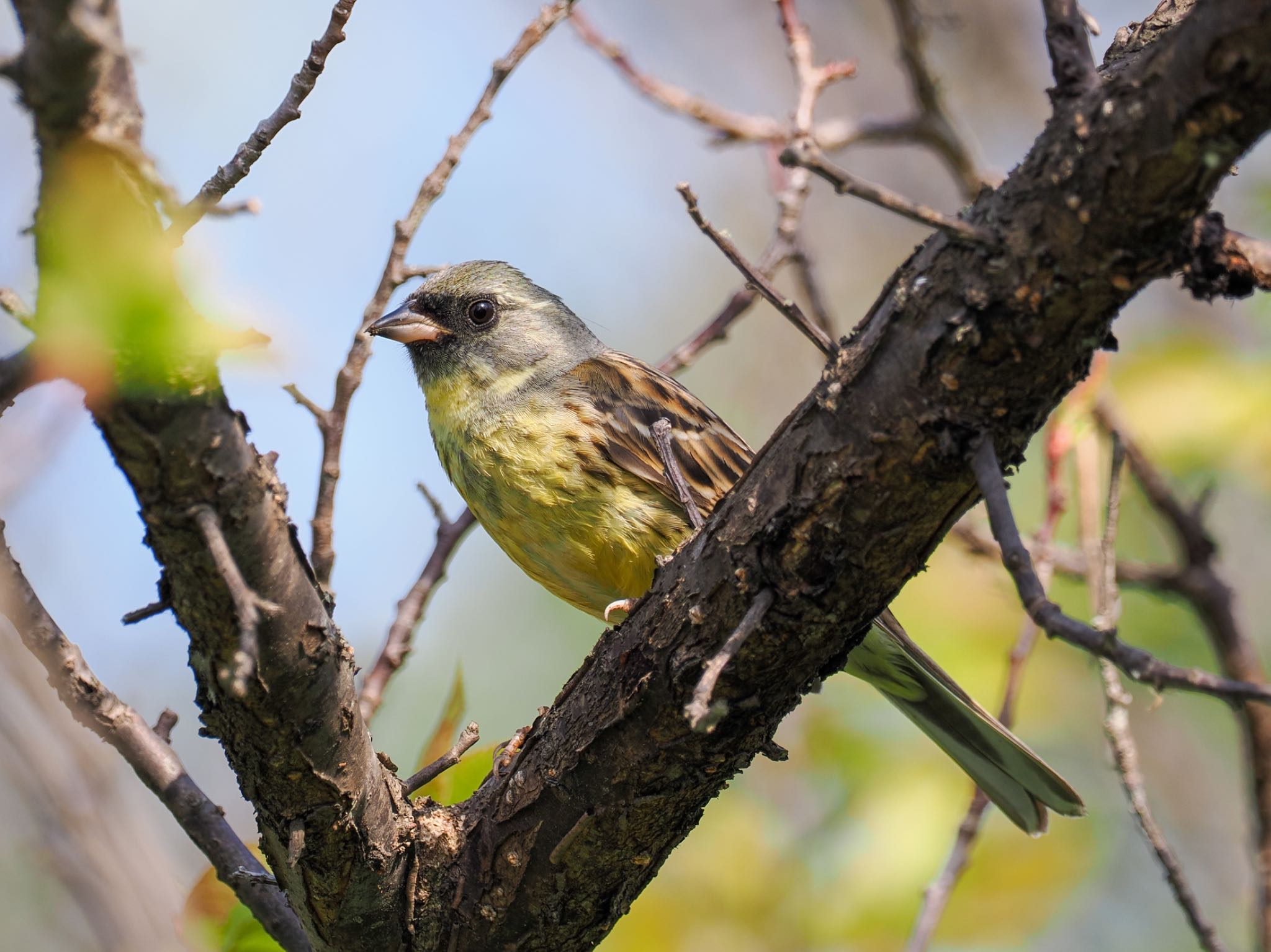 Photo of Masked Bunting at 高崎自然の森 by daffy@お散歩探鳥＆遠征探鳥♪