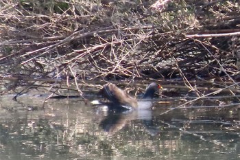 Common Moorhen 花見川 Sun, 4/14/2024