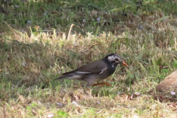 White-cheeked Starling 花島公園 Sun, 4/14/2024