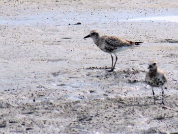 Grey Plover Fujimae Tidal Flat Fri, 4/12/2024