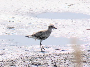 Grey Plover Fujimae Tidal Flat Fri, 4/12/2024