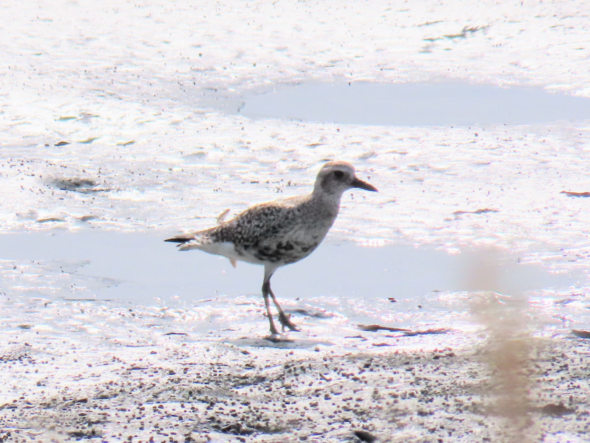 Photo of Grey Plover at Fujimae Tidal Flat by Maki