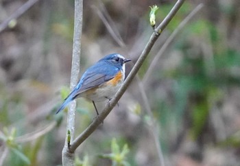 Red-flanked Bluetail 六甲山 Sat, 4/13/2024