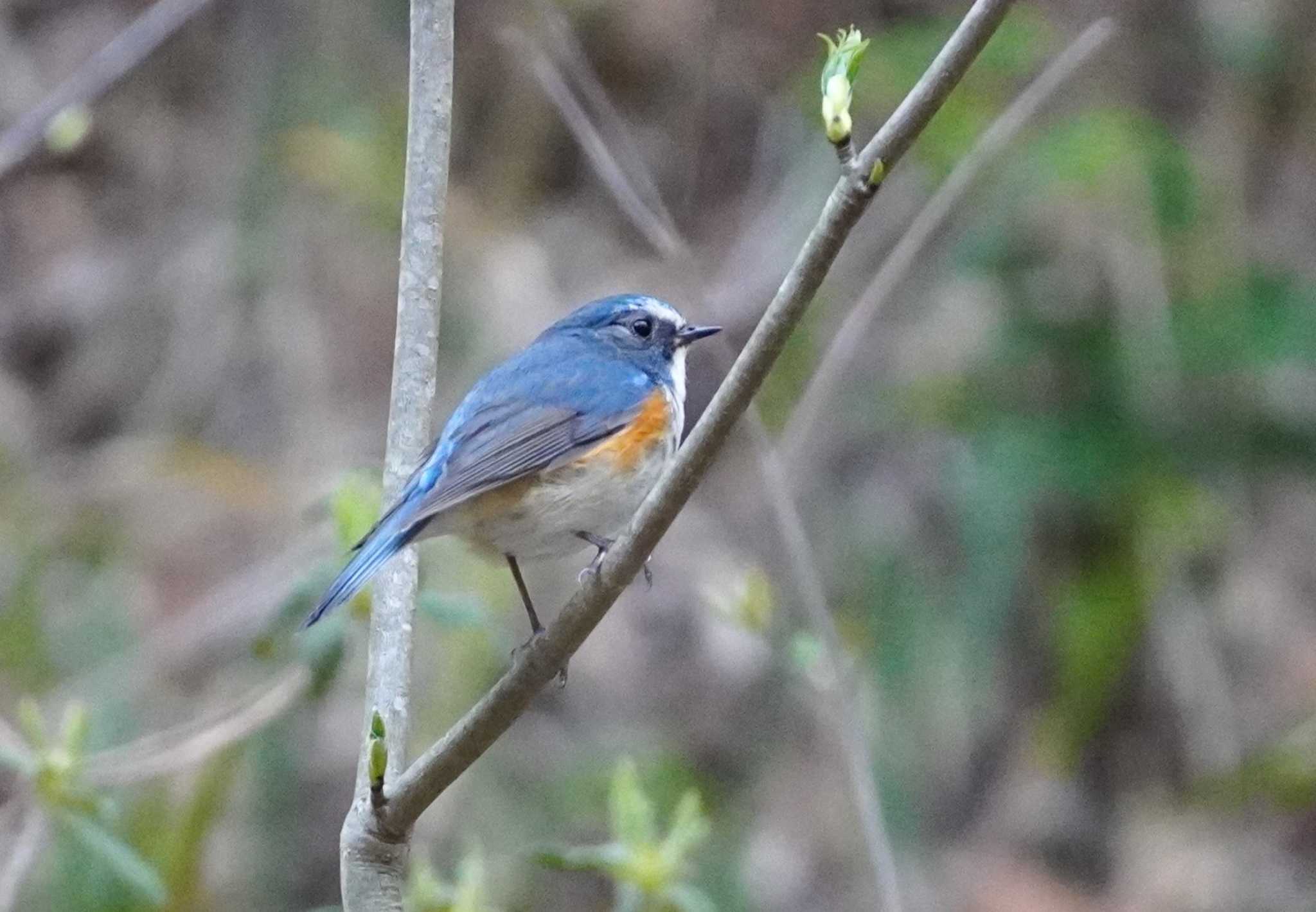 Red-flanked Bluetail