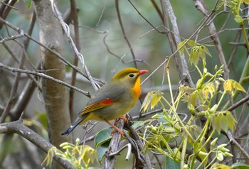 Red-billed Leiothrix 六甲山 Sat, 4/13/2024