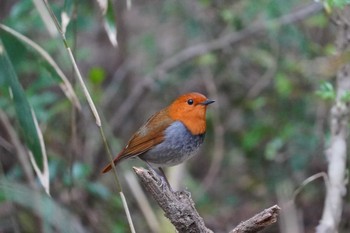 Japanese Robin 六甲山 Sat, 4/13/2024