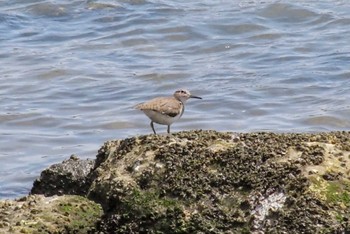 Common Sandpiper Tokyo Port Wild Bird Park Sat, 4/13/2024