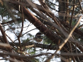 Eurasian Jay Unknown Spots Sun, 4/14/2024