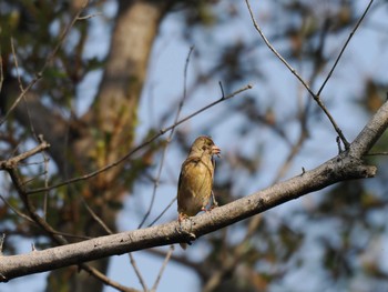 Grey-capped Greenfinch Unknown Spots Sun, 4/14/2024