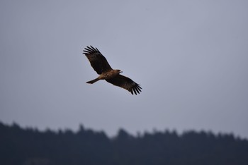 Black Kite Lake Okutama Sun, 12/23/2018