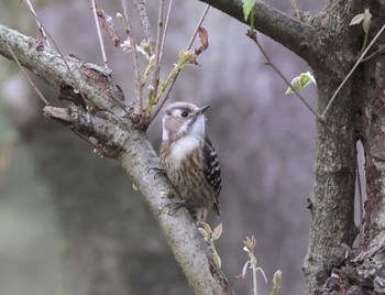 Japanese Pygmy Woodpecker 多摩地区 Thu, 4/11/2024