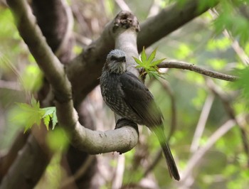 Brown-eared Bulbul 多摩地区 Thu, 4/11/2024