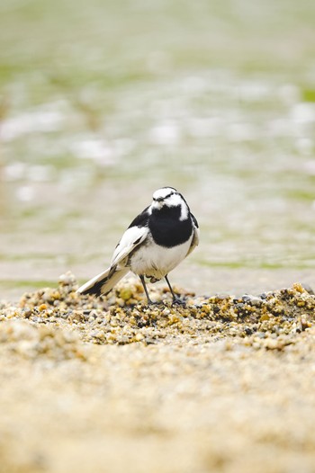 White Wagtail 佐保川 Mon, 4/8/2024