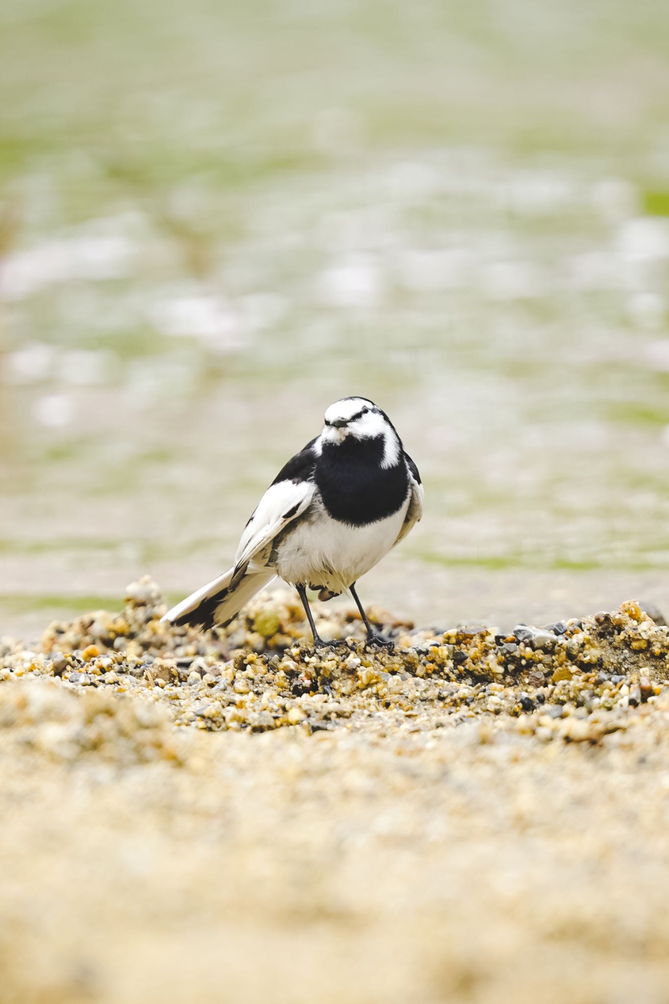 Photo of White Wagtail at 佐保川 by アサシン