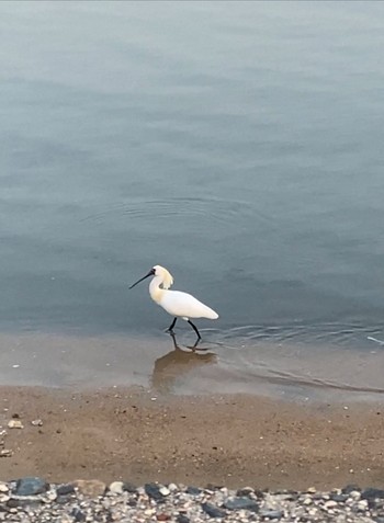 Black-faced Spoonbill 福岡県糸島市 Sat, 4/13/2024