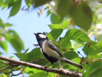 Sun, 4/14/2024 Birding report at Musashino-no-mori Park