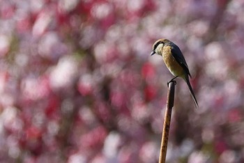 Bull-headed Shrike 愛知県 Fri, 4/12/2024