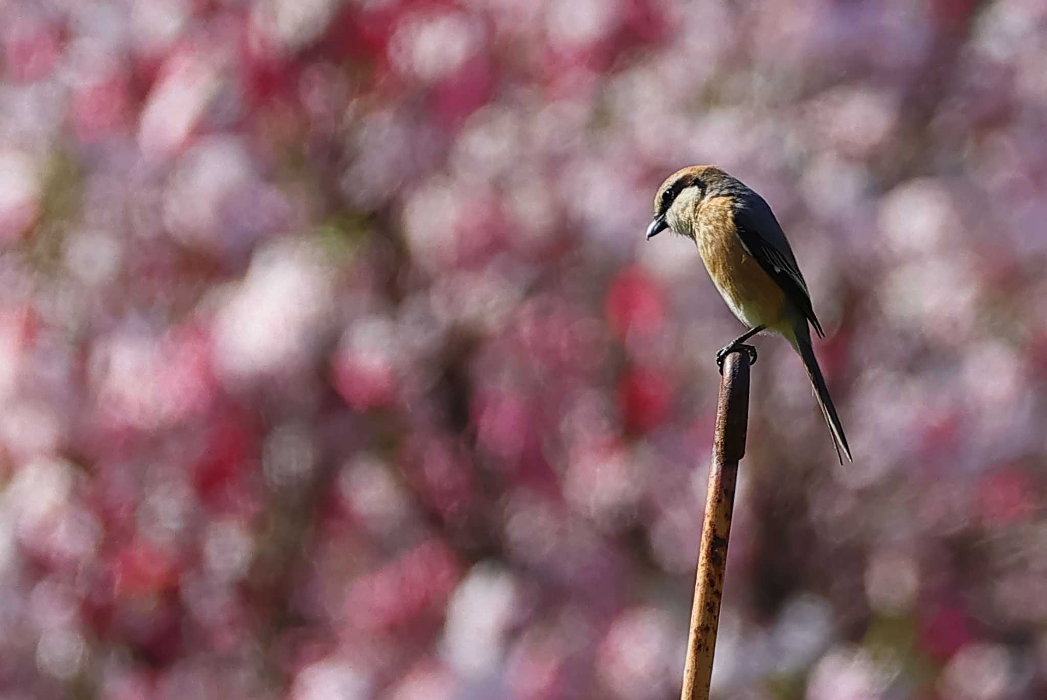 Photo of Bull-headed Shrike at 愛知県 by ma-★kun