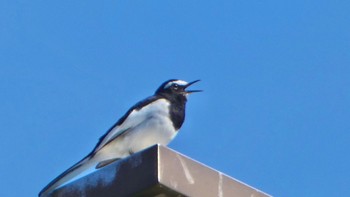 Japanese Wagtail 布目ダム Sat, 4/13/2024