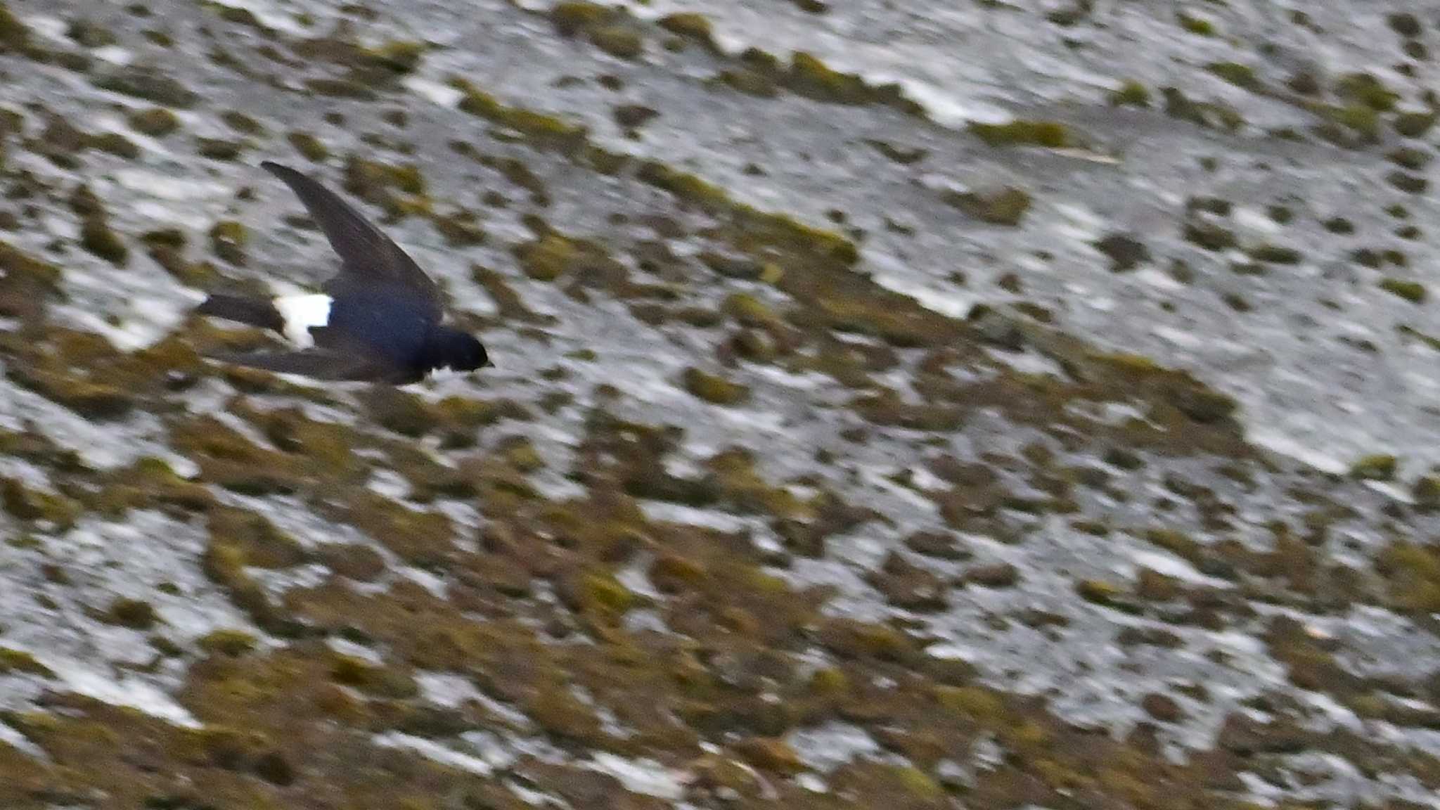 Asian House Martin