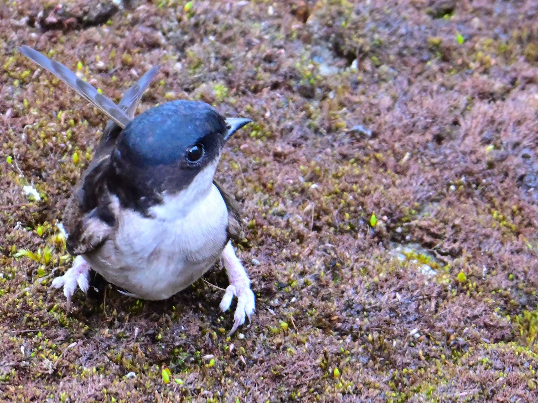 Asian House Martin