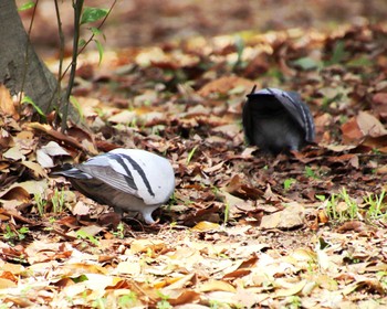 Rock Dove Oizumi Ryokuchi Park Thu, 4/11/2024