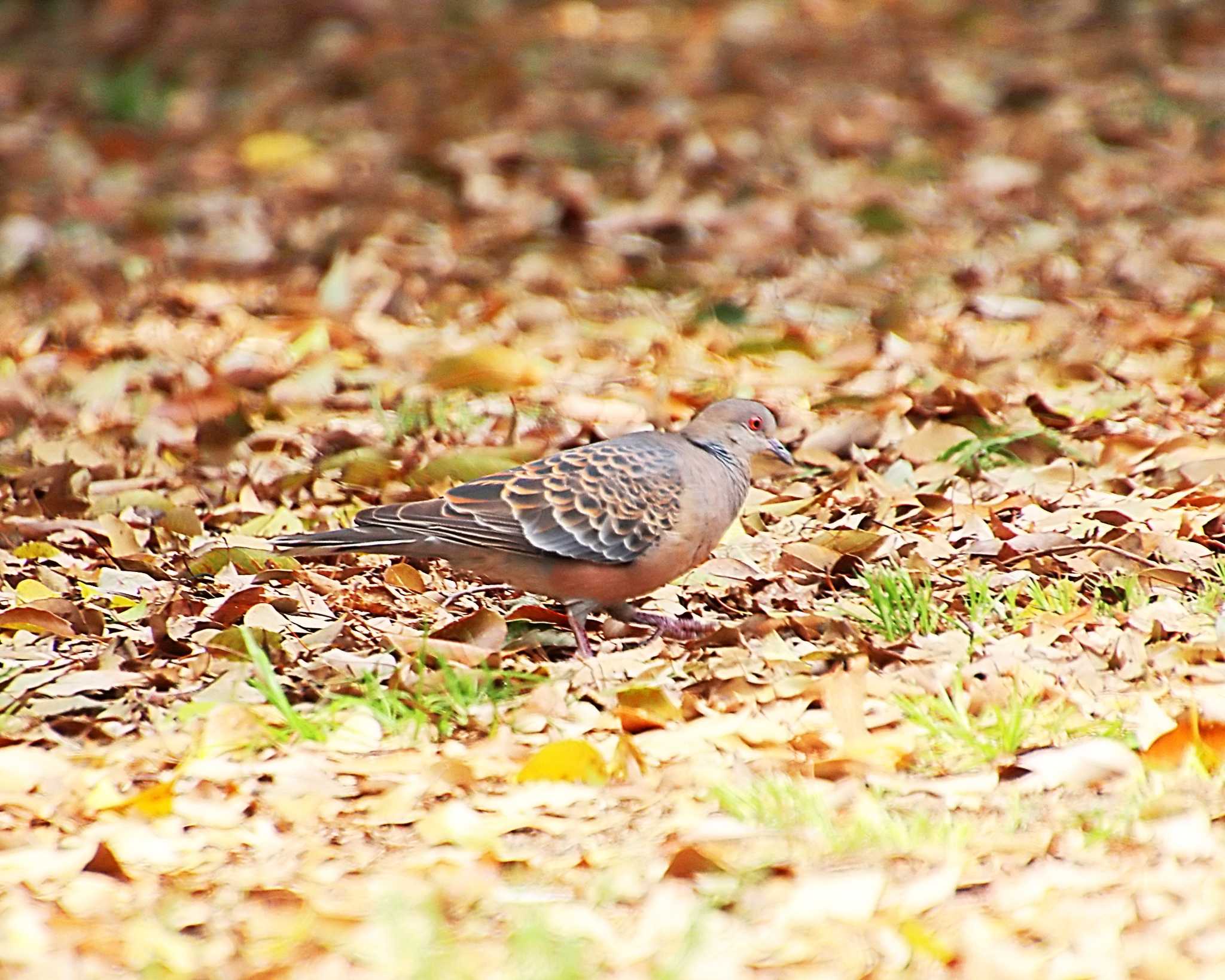 Photo of Oriental Turtle Dove at Oizumi Ryokuchi Park by Ken Mimura