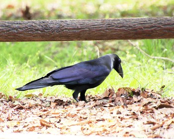 Large-billed Crow Oizumi Ryokuchi Park Thu, 4/11/2024