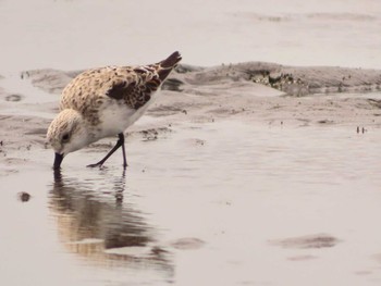 ミユビシギ ふなばし三番瀬海浜公園 2024年4月13日(土)