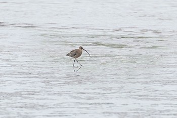 Far Eastern Curlew Kasai Rinkai Park Sat, 4/13/2024