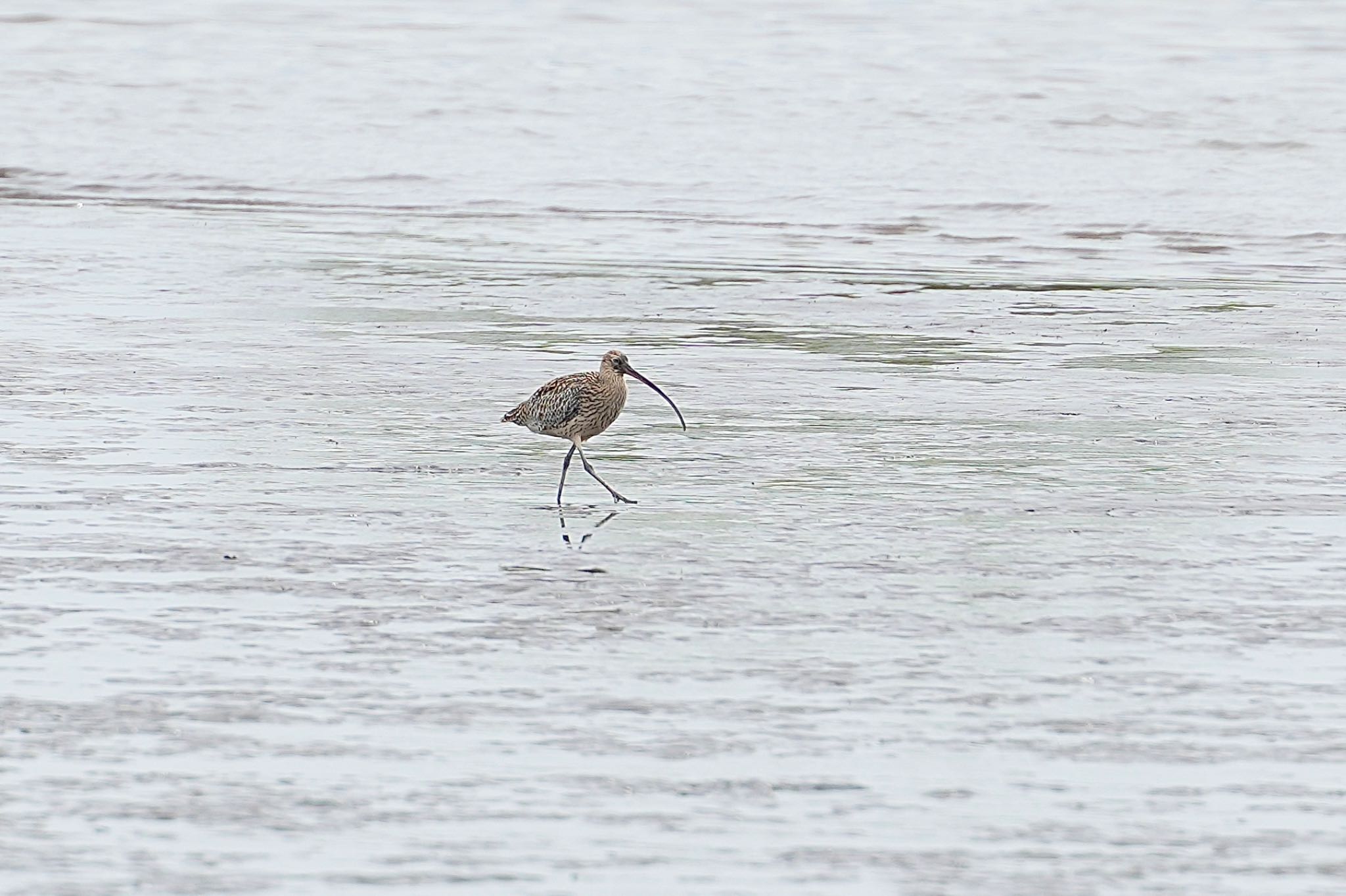 Photo of Far Eastern Curlew at Kasai Rinkai Park by あらどん