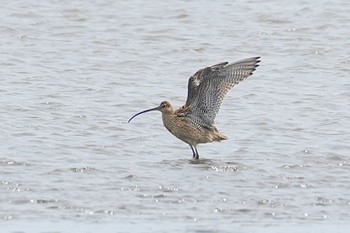 Far Eastern Curlew Kasai Rinkai Park Sat, 4/13/2024