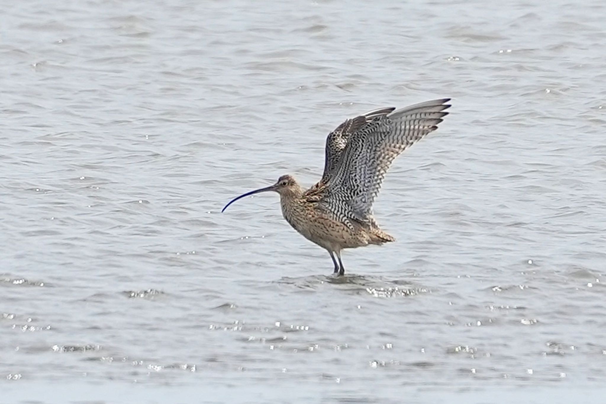 Photo of Far Eastern Curlew at Kasai Rinkai Park by あらどん