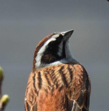 2024年4月14日(日) 葉山の野鳥観察記録